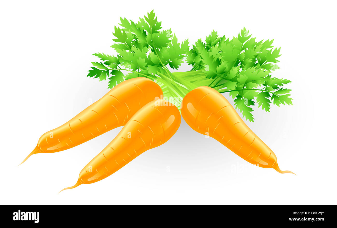 Illustration of some fresh tasty orange carrots Stock Photo Alamy
