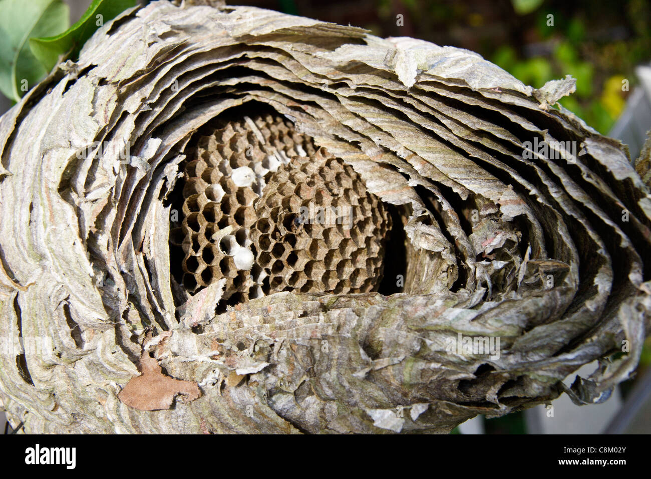 Cross section of a wasp nest Stock Photo, Royalty Free Image: 39777107 ...