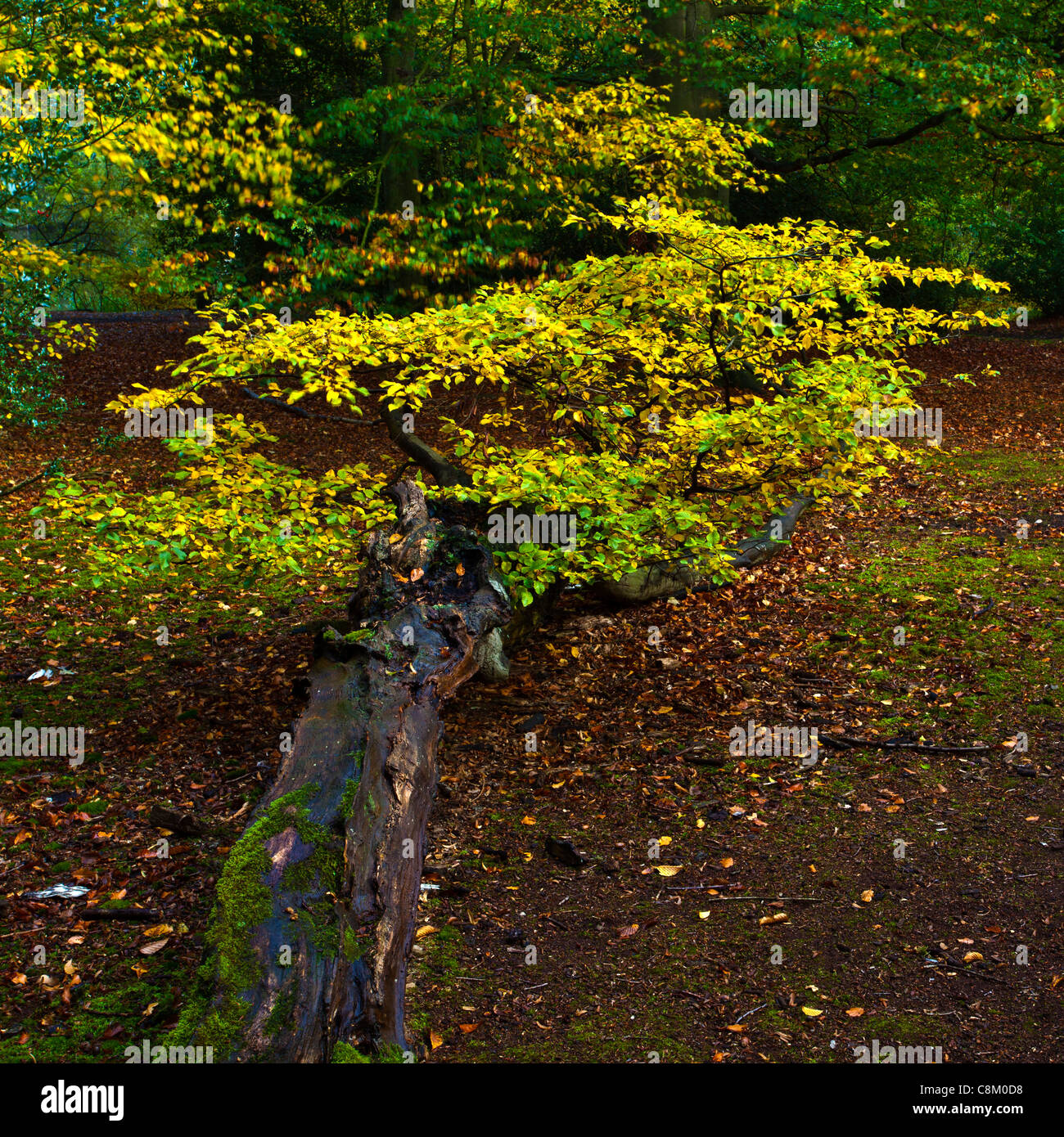 Autumn Colour In Epping Forest Stock Photo Alamy