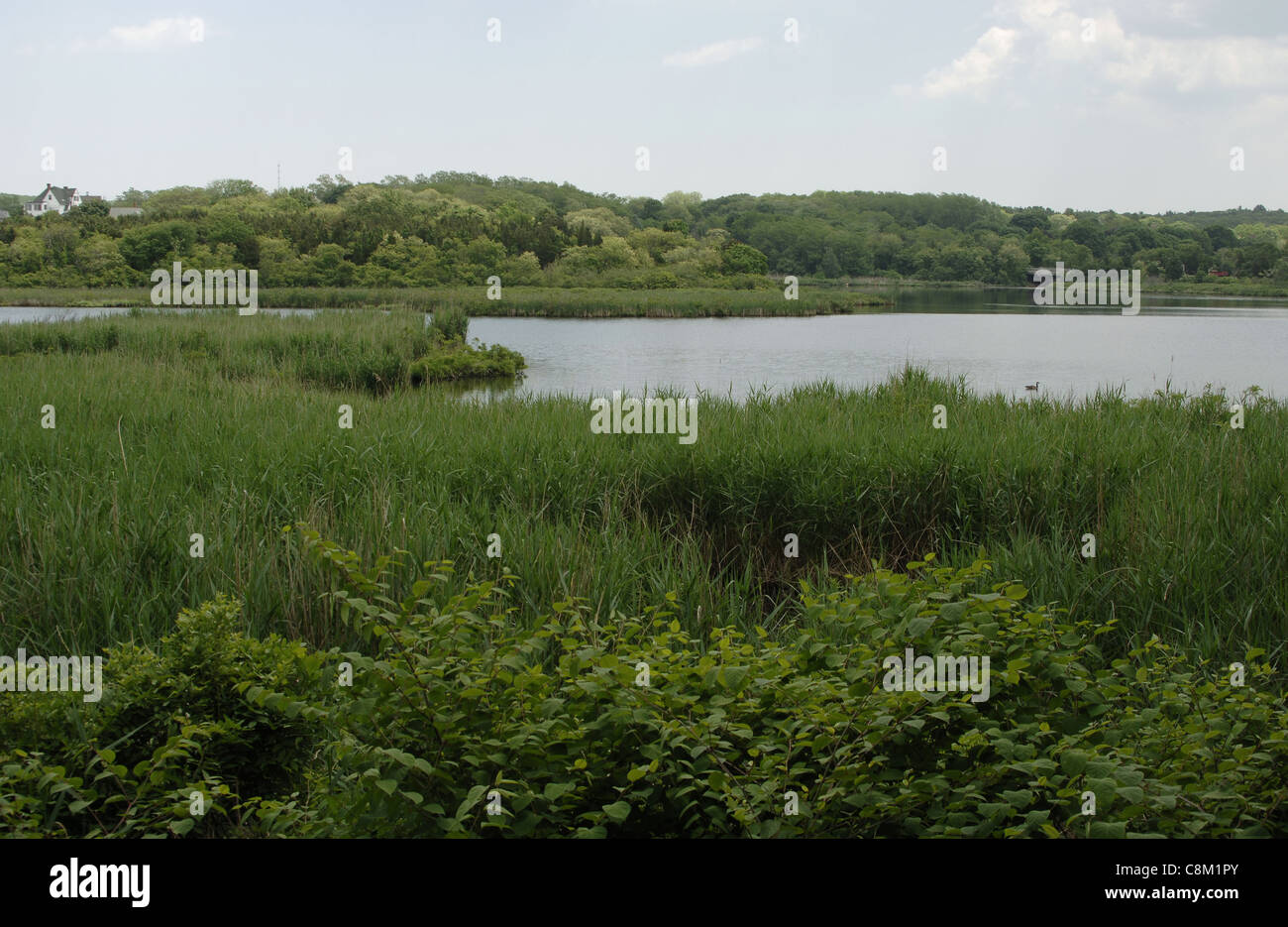 Plimoth Plantation or Historical Museum. Eel River estuary. Plymouth
