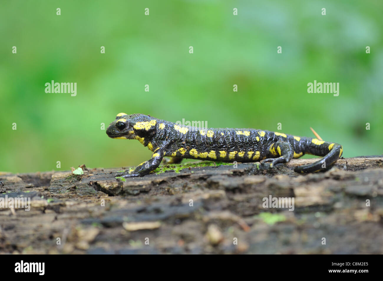 Salamadridae hi-res stock photography and images - Alamy