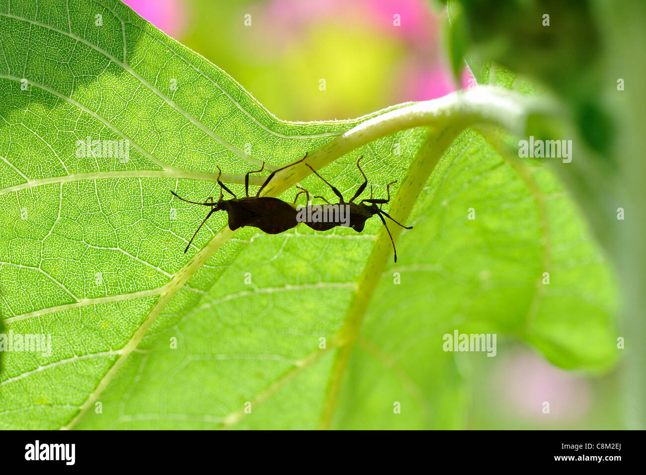 Brown squash bug Dock leaf bug (Coreus marginatus) pair mating