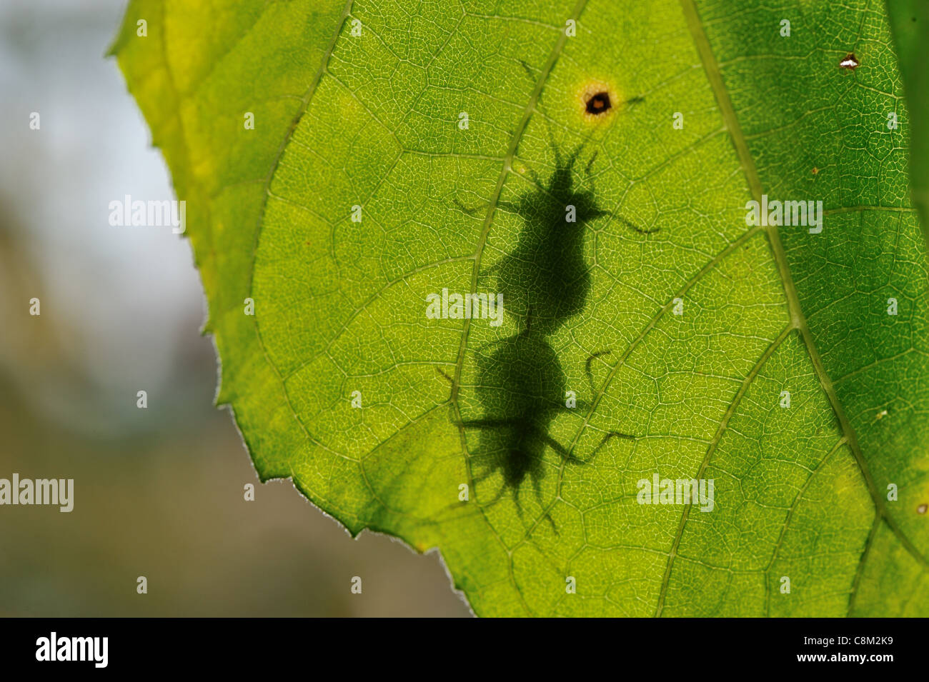 Dock leaf hires stock photography and images Alamy