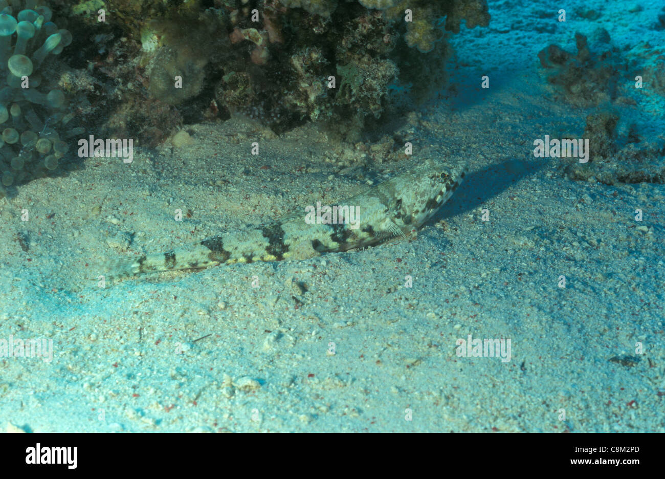 Gracile lizardfish - Slender lizardfish - Graceful lizardfish (Saurida gracilis) Red sea Stock Photo