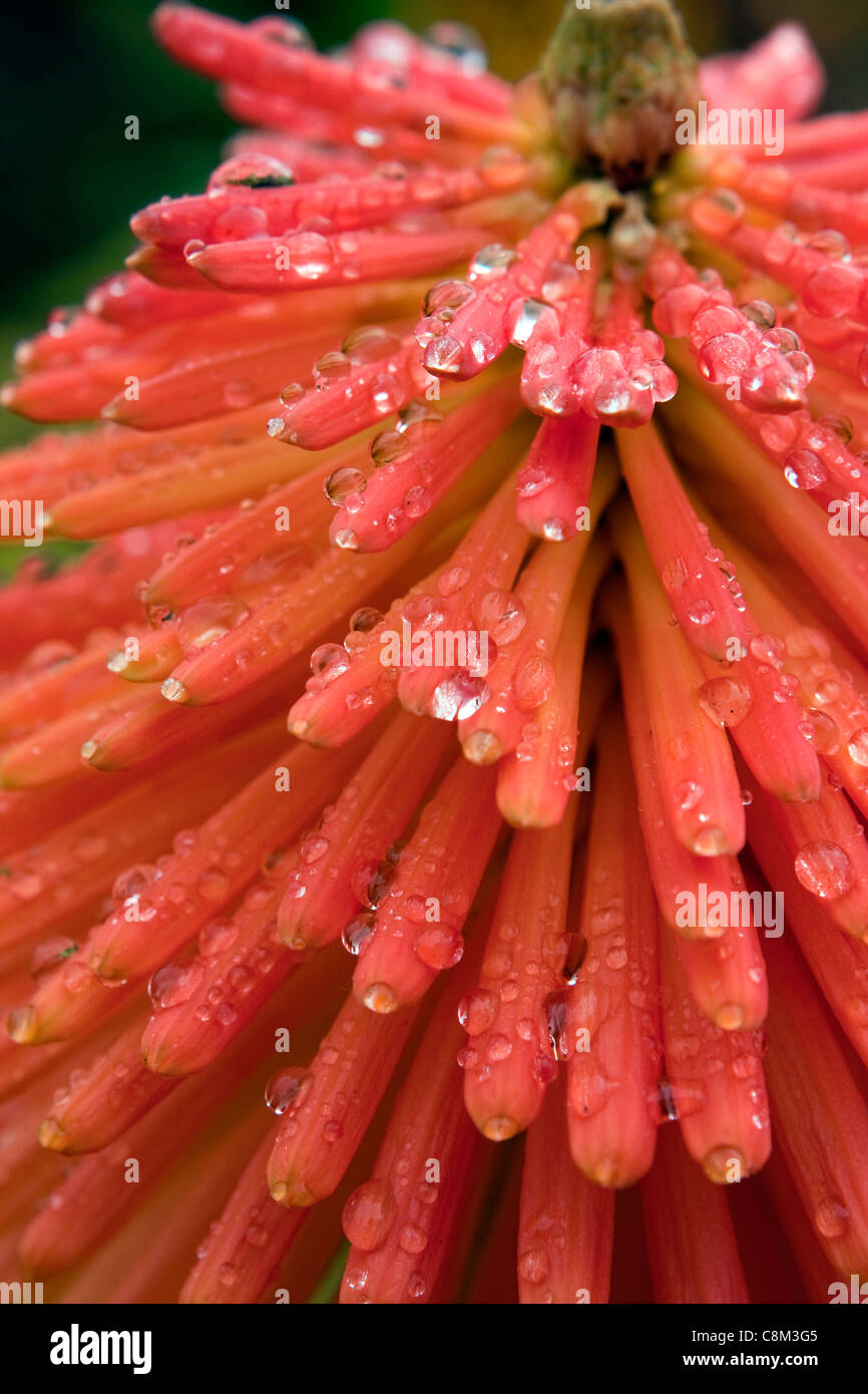 Red hot poker bloom after rain Stock Photo Alamy