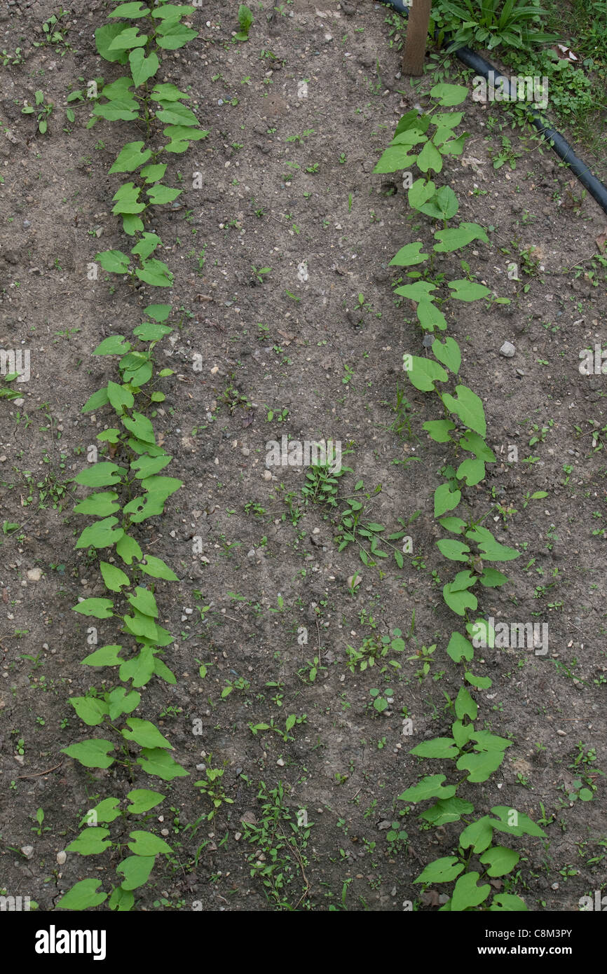 Two rows of young sprouting Green bean leaves Michigan USA Stock Photo