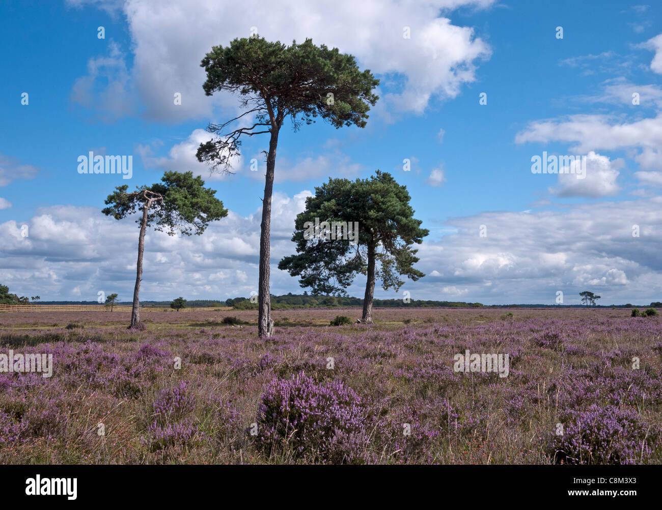 New Forest, Heather in bloom, Pine Trees, Hampshire, England, UK. Stock Photo
