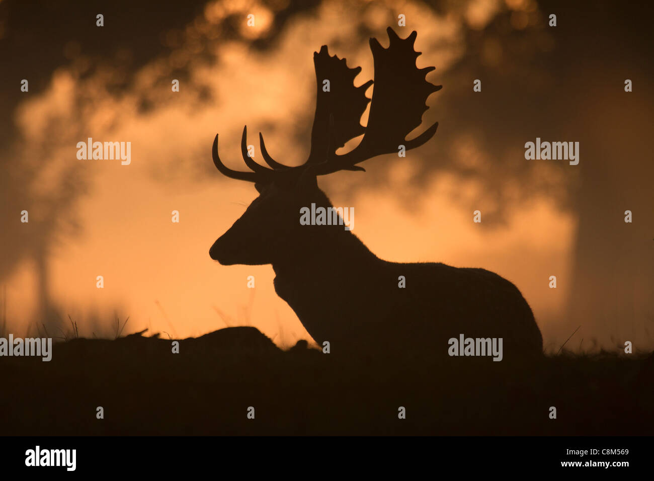 Fallow Deer, Dama dama buck silhouette in the early morning light Stock Photo