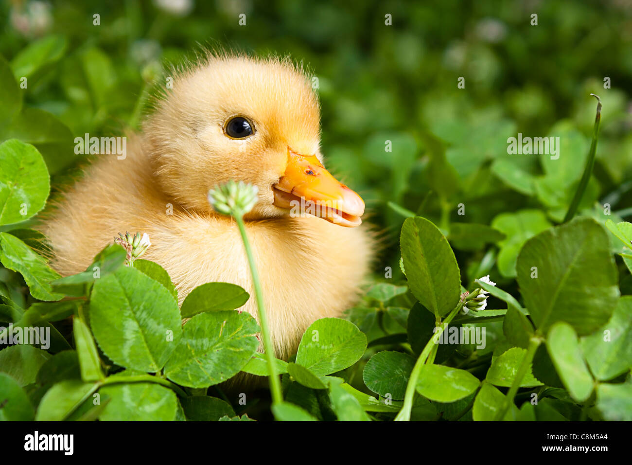 Baby duckling in a field of clover Stock Photo