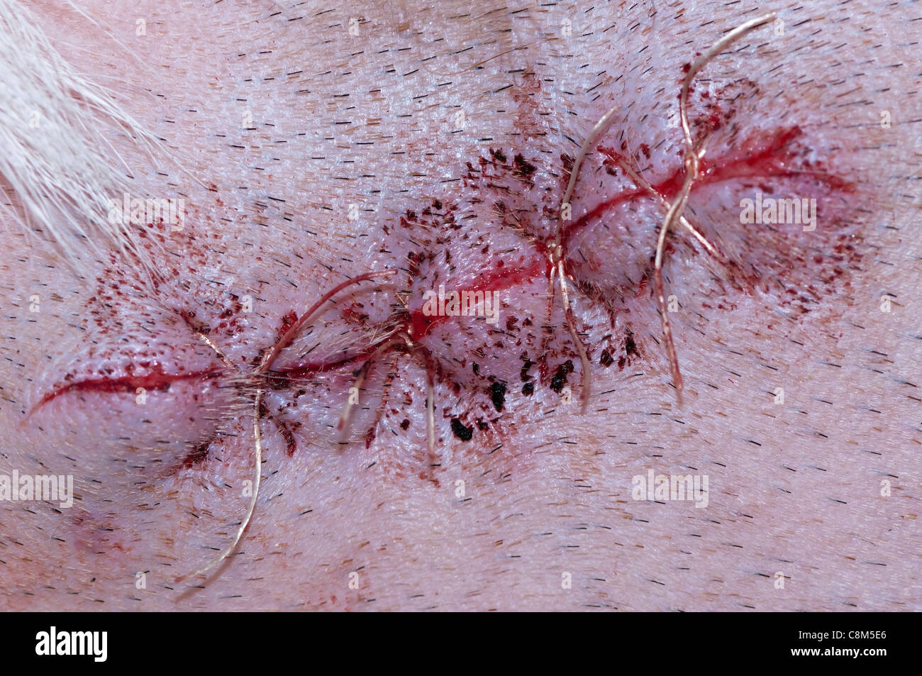 New stitches on a surgical operation suture on a dog. Stock Photo