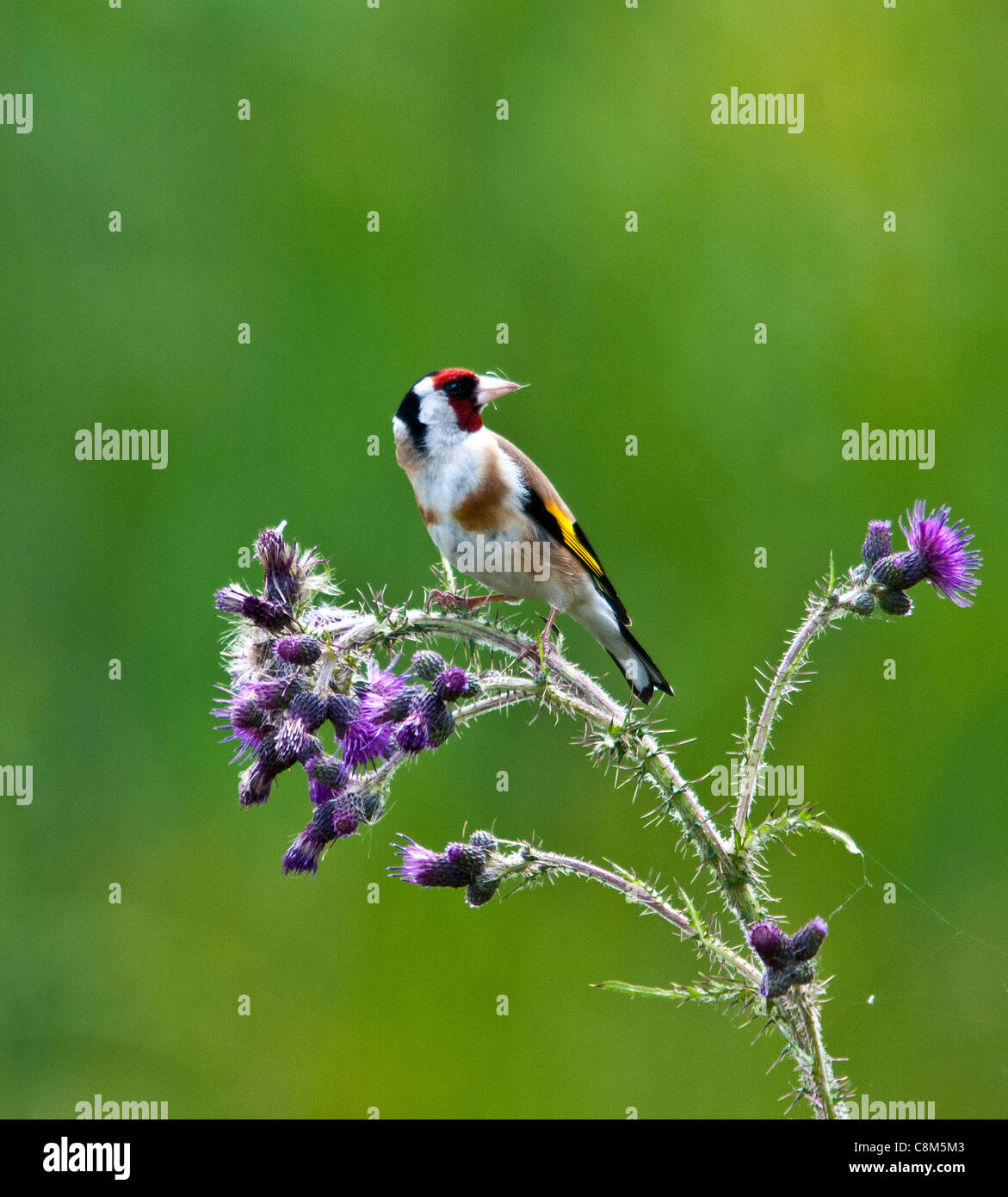 Goldfinch Carduelis chloris Multi coloured Finch on thistles. Stock Photo