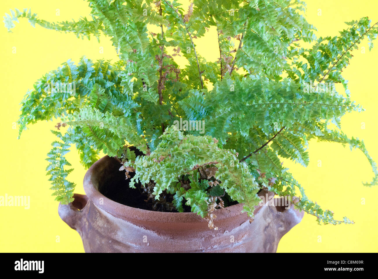 Exotic fern hi-res stock photography and images - Alamy