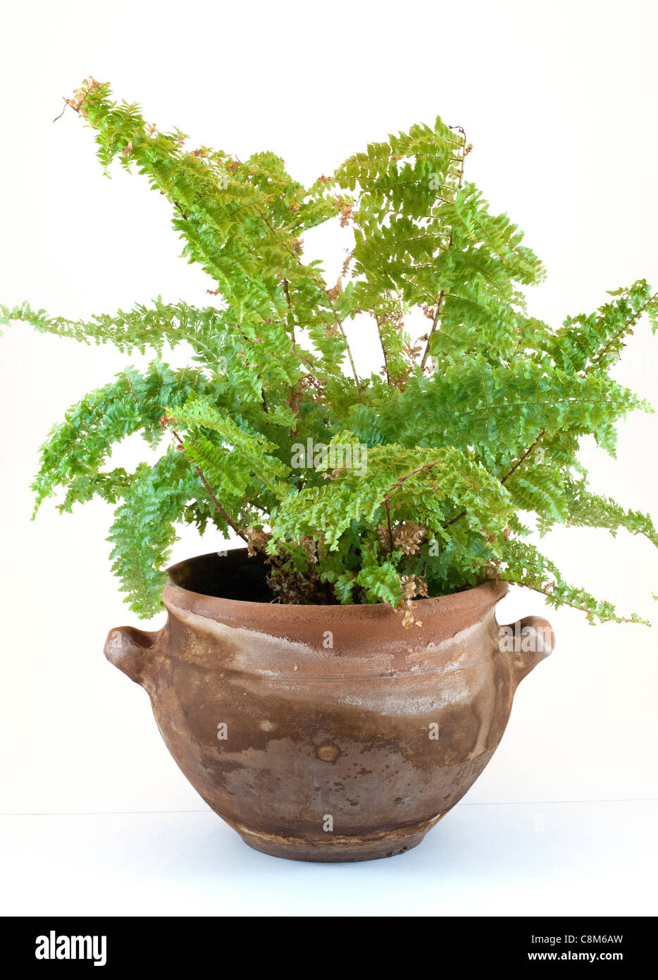 Exotic fern hi-res stock photography and images - Alamy