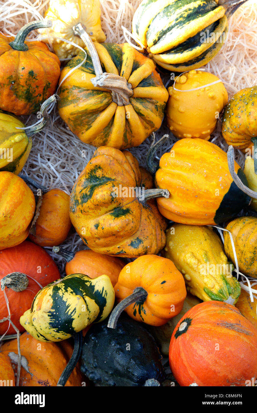 Decorative gourds and squashes Stock Photo