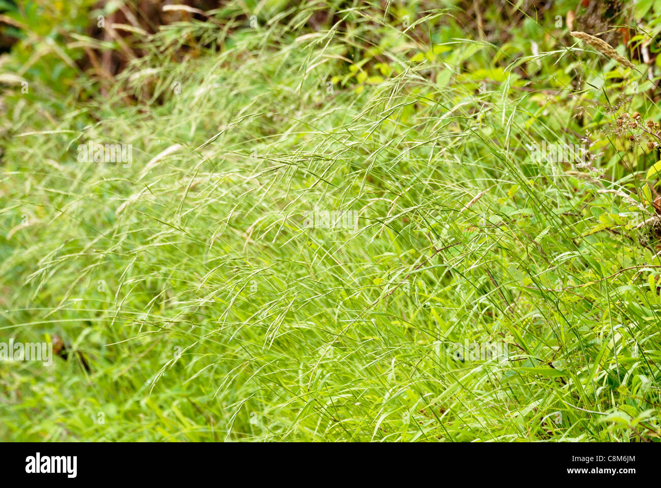 Brachypodium sylvaticum, Wood False Brome grass, Wales, UK. Stock Photo