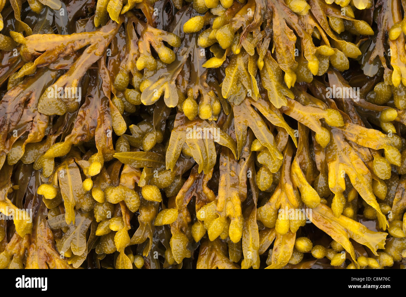 Closeup of webladderwrack (Fucus vesiculosus) seaweed. This is