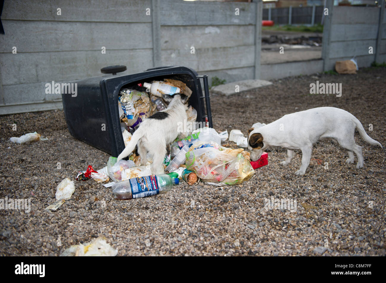 Two small terrier type dogs scavenging around a wheely bin full of food and waste that has been knocked over and spilled out. Stock Photo