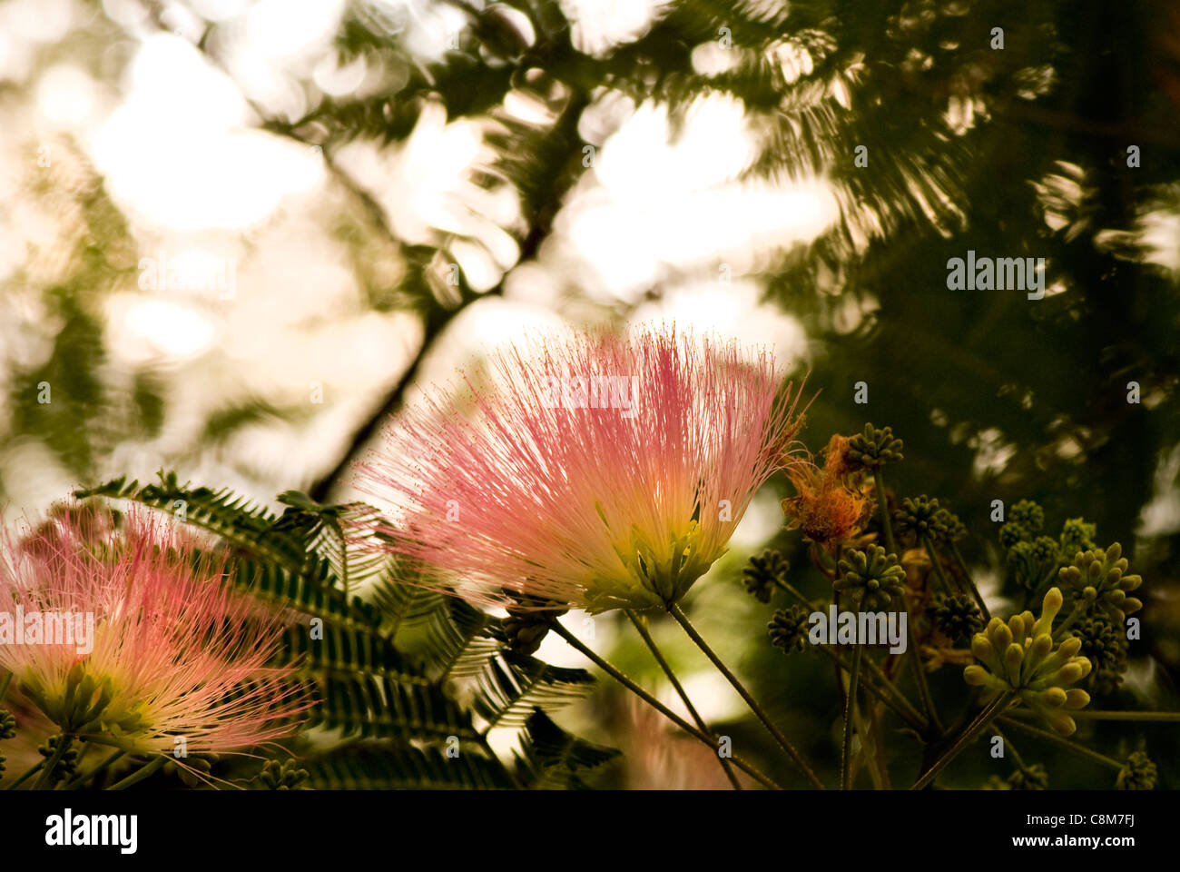 Mimosa flowers in tree. Stock Photo