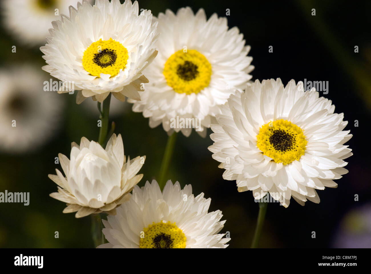 Yellow flower with brown center hires stock photography and images Alamy