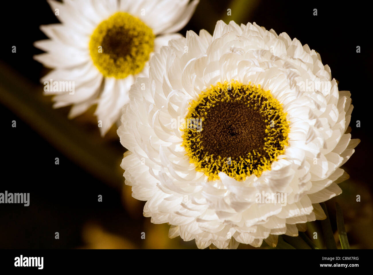 Yellow flower with brown center hires stock photography and images Alamy