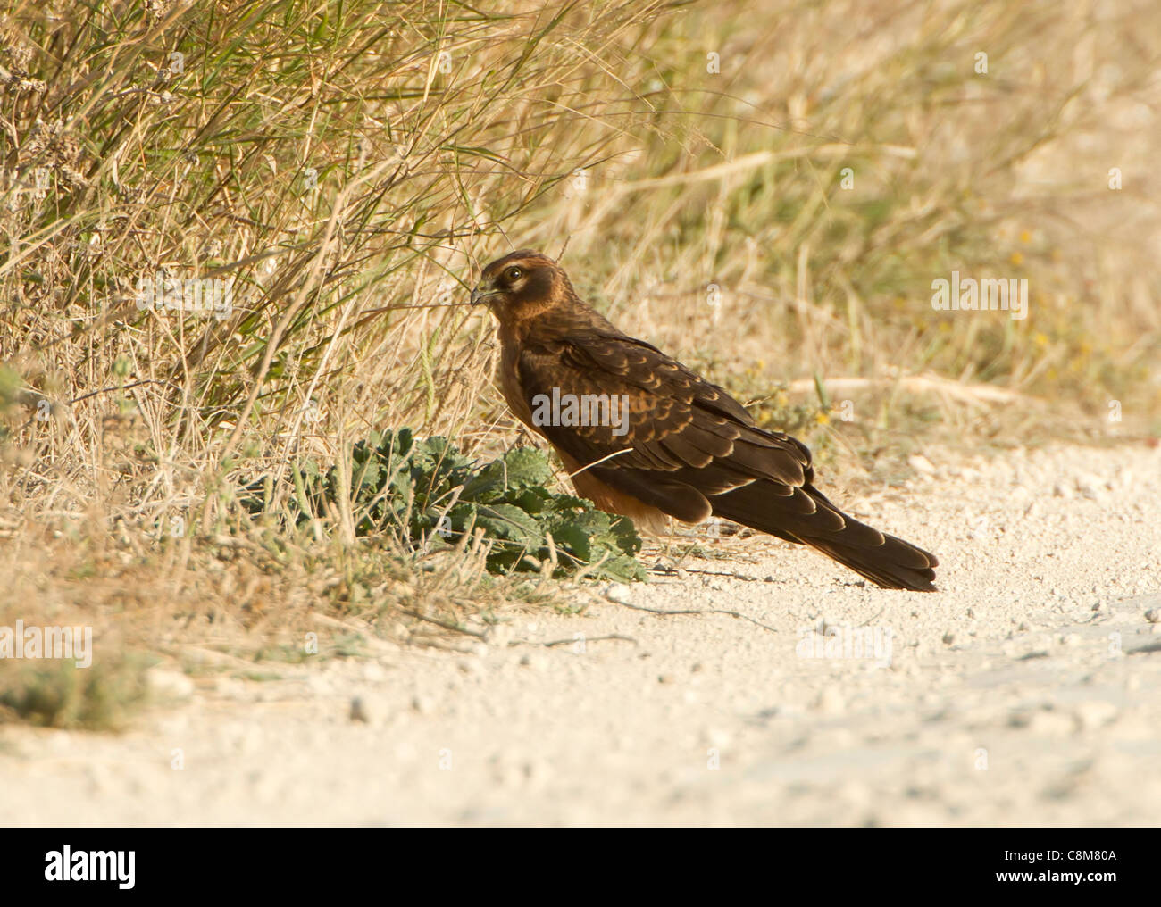 Montagu harrier Circus pygargus hunting whilst on migration Stock Photo