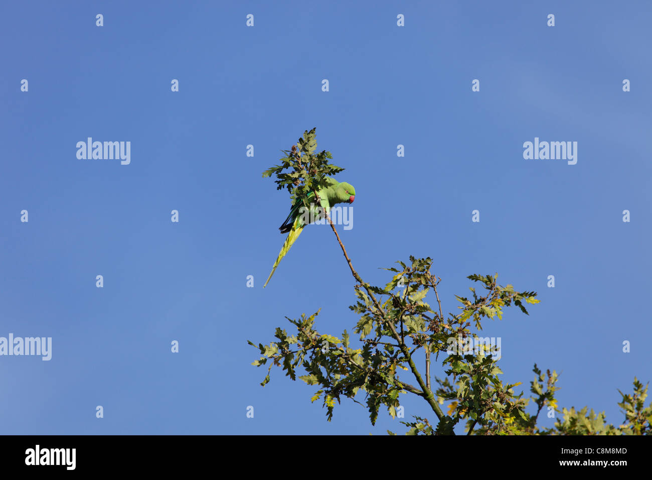 Feral parakeet in oak tree Stock Photo