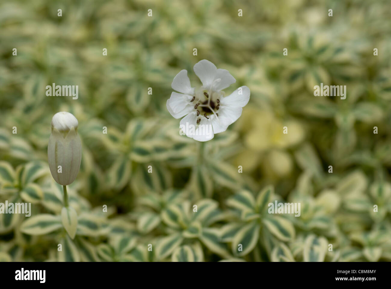 Silene Uniflora 'druett's variegated' Stock Photo - Alamy