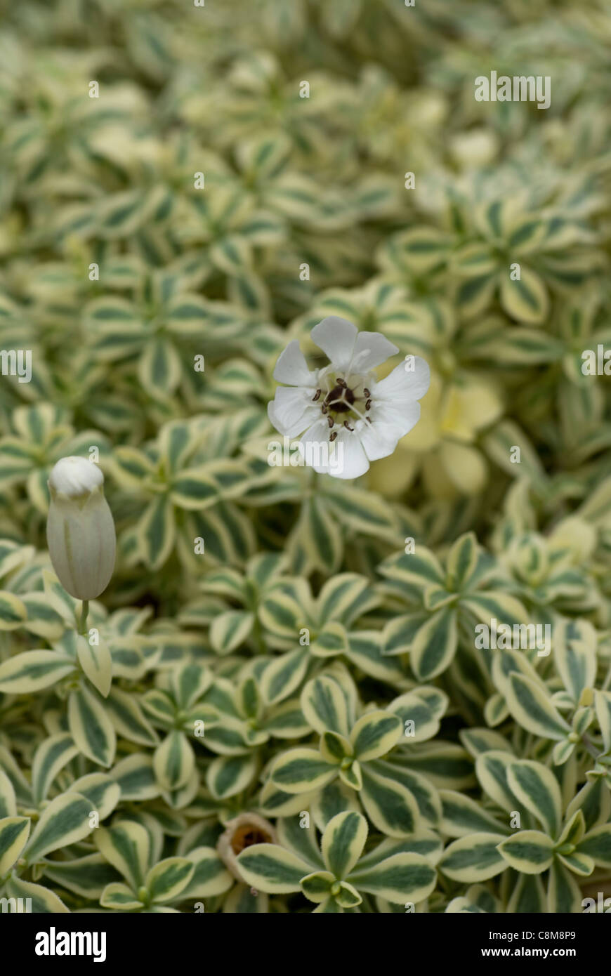 Silene Uniflora 'druett's variegated' Stock Photo - Alamy