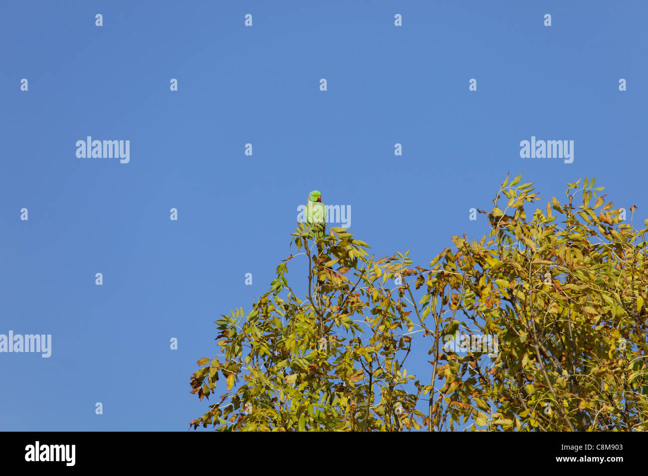 Feral ring-necked parakeet in tree Stock Photo