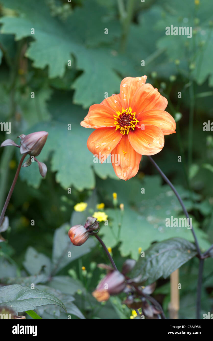 Dahlia 'bishop Of Oxford' Stock Photo - Alamy