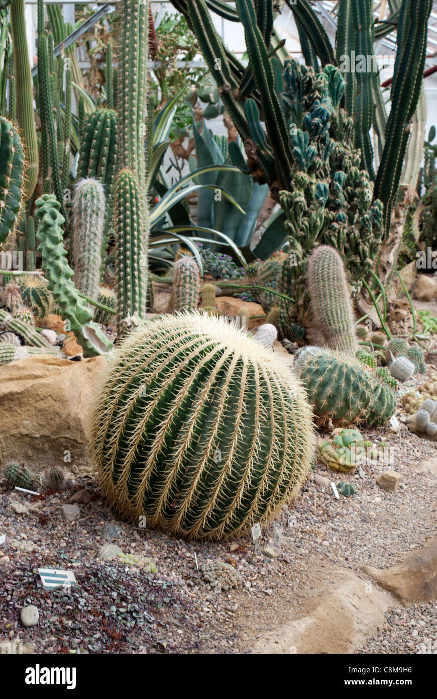 Golden Barrel Cactus (echinocactus grusonii) Stock Photo