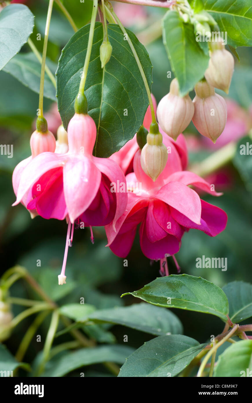Fuchsia 'Garden News' Stock Photo