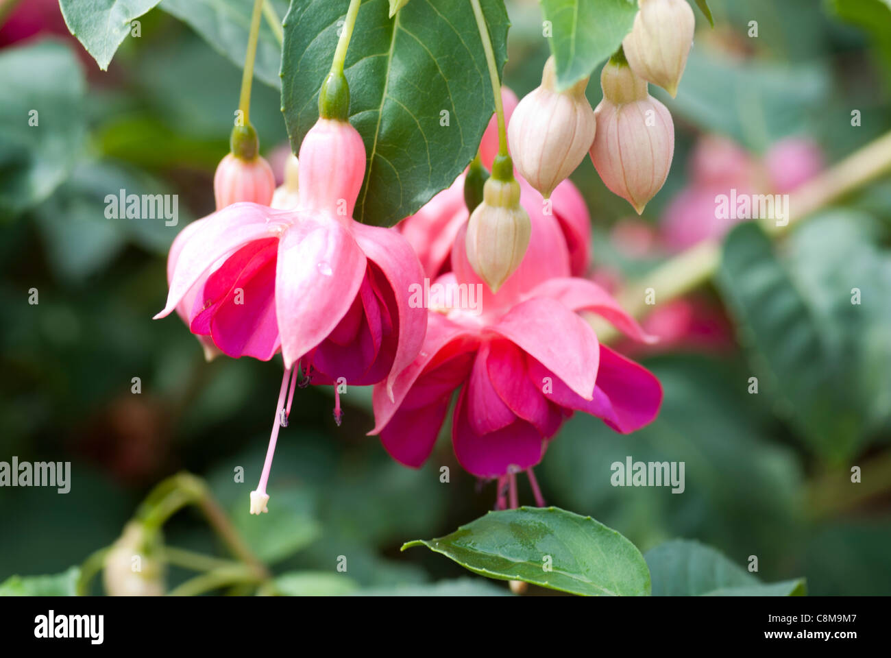 Fuchsia 'Garden News' Stock Photo