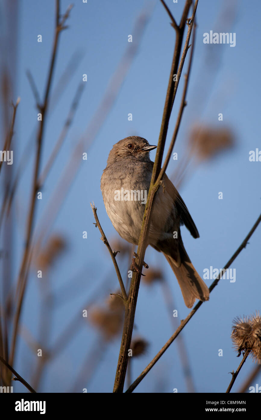 dunnock prunella modularis shelters in thick branches in winter in Cornwall Stock Photo