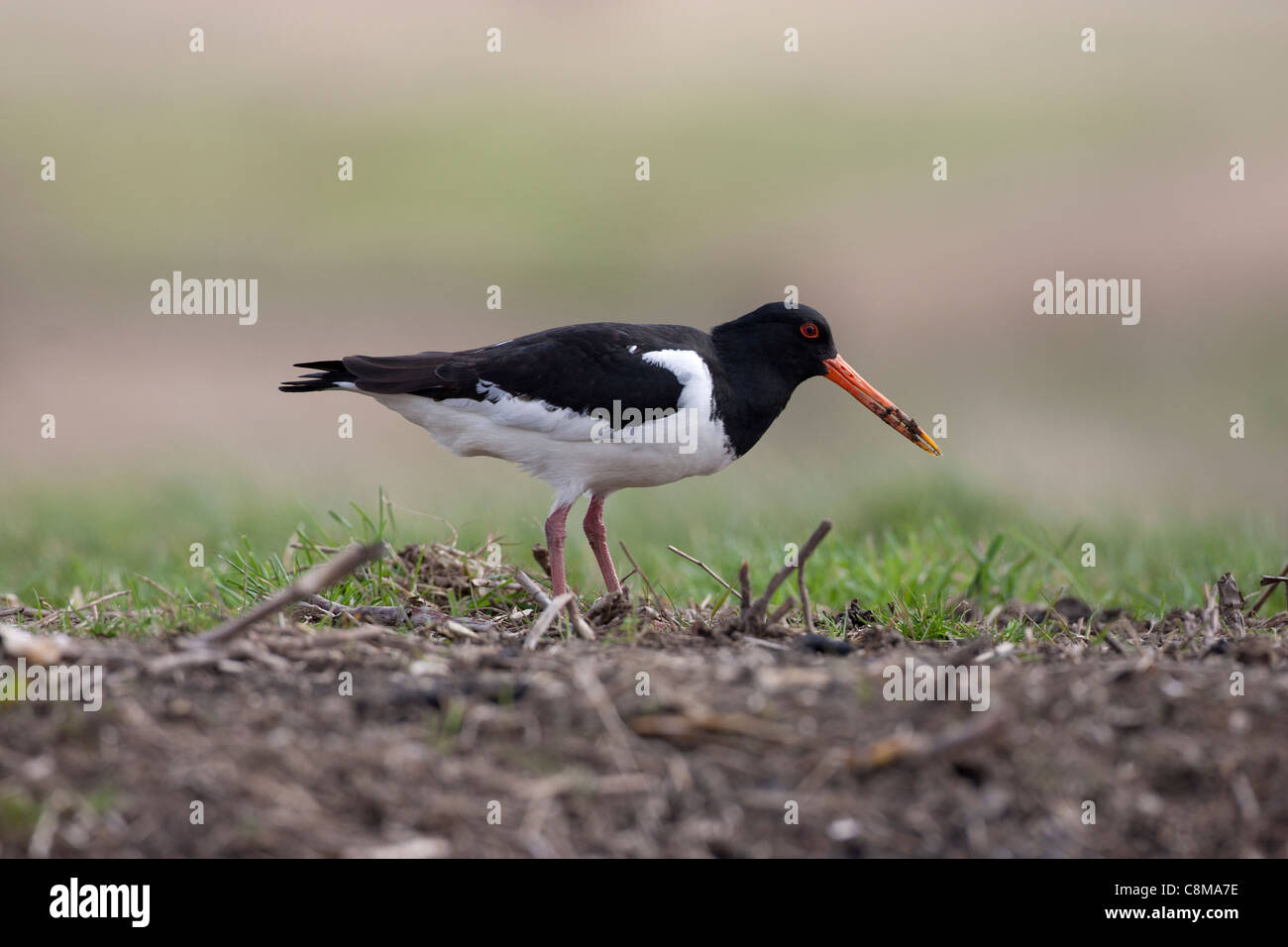 oyster catcher searches for food in a muddy bank on the Norfolk broads Stock Photo