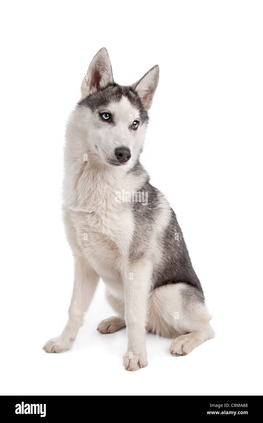 Siberian Husky puppy in front of a white background Stock Photo