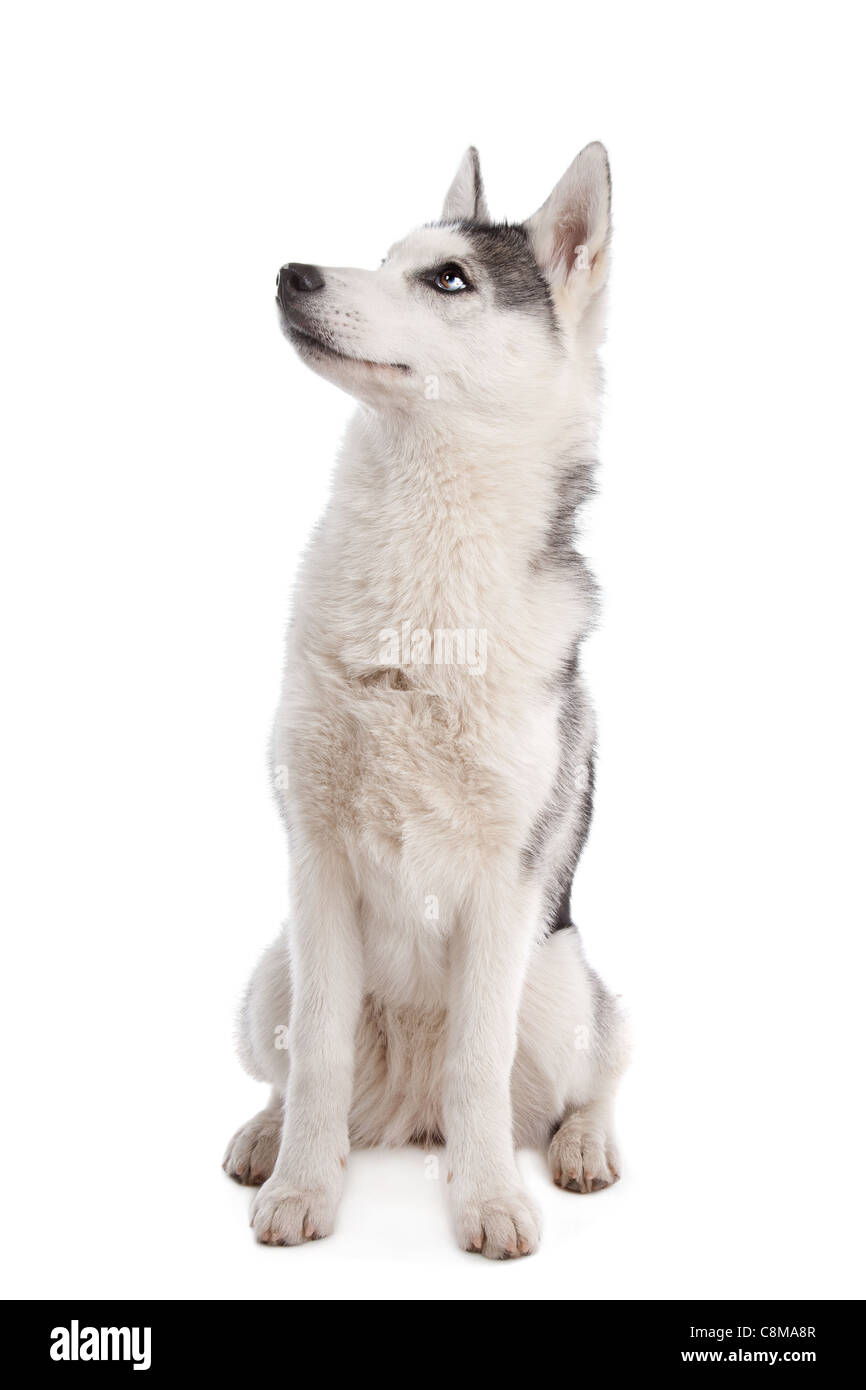 Siberian Husky puppy in front of a white background Stock Photo