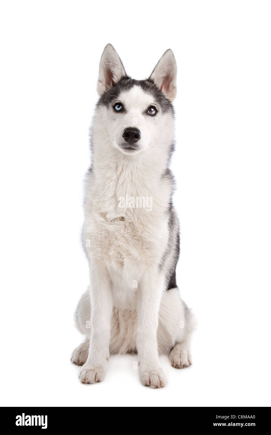 Siberian Husky puppy in front of a white background Stock Photo