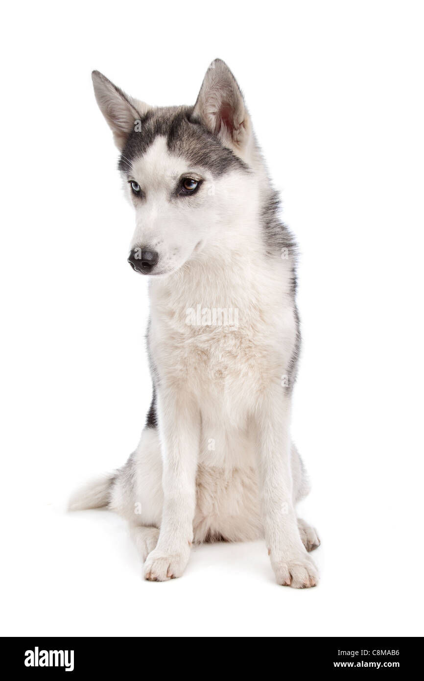 Siberian Husky puppy in front of a white background Stock Photo