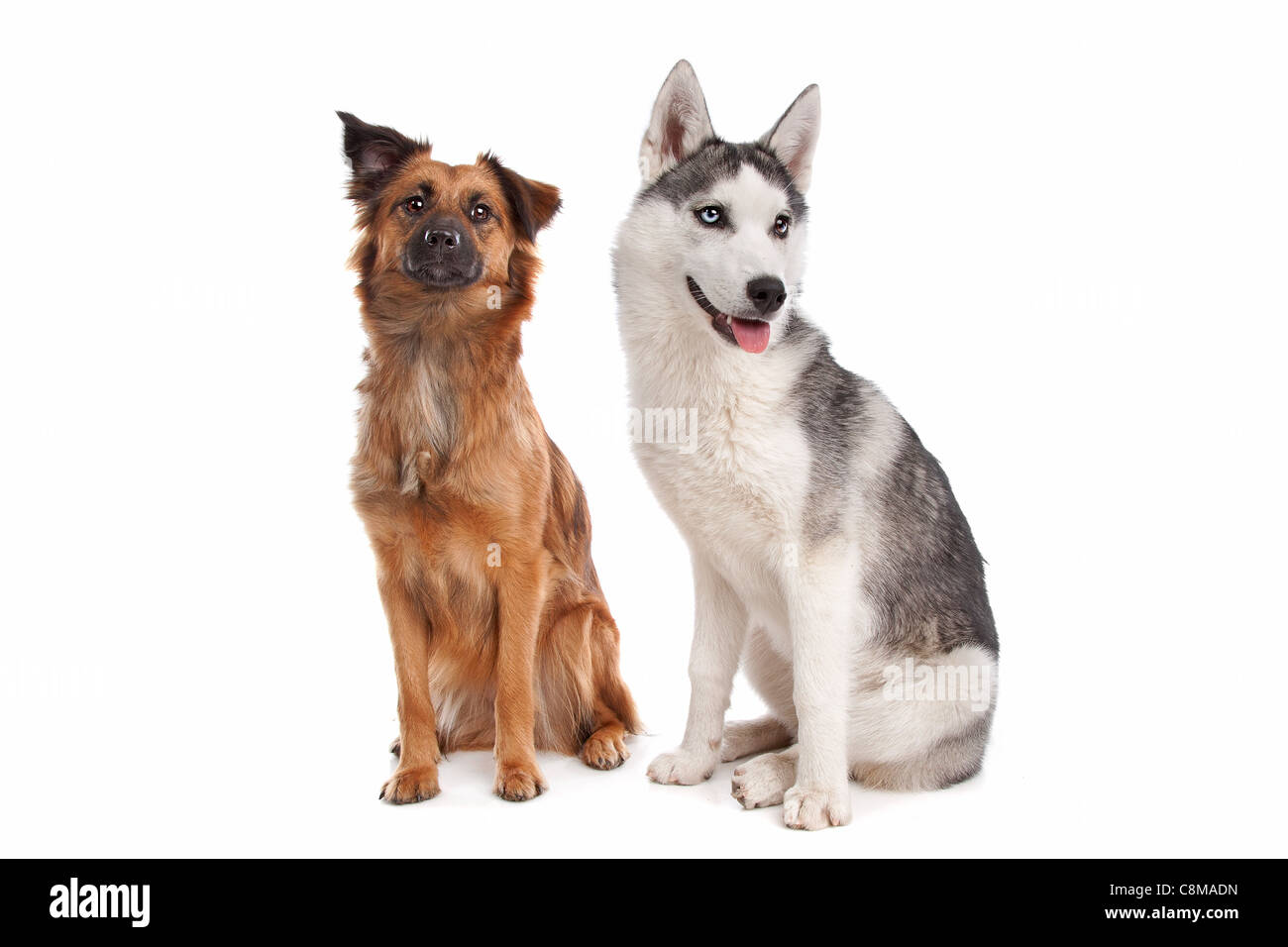 Siberian Husky puppy and a mixed breed dog in front of a white background Stock Photo