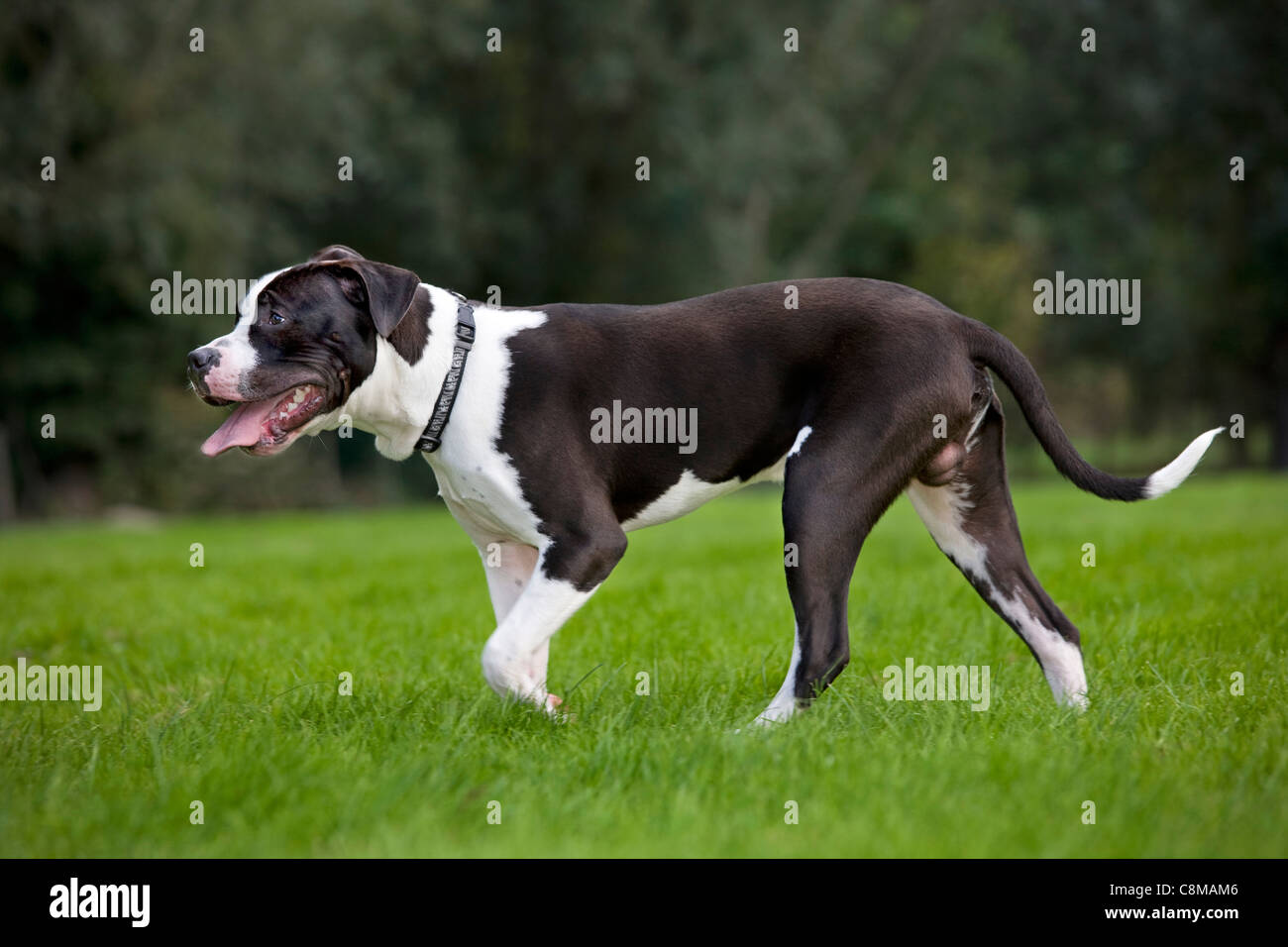 American Staffordshire terrier (Canis lupus familiaris) in garden Stock Photo