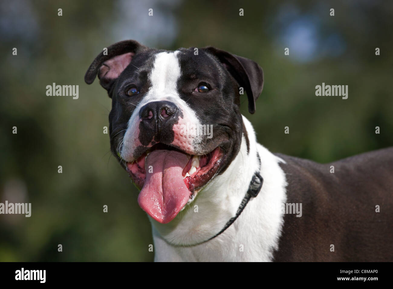 American Staffordshire terrier (Canis lupus familiaris) panting in garden Stock Photo