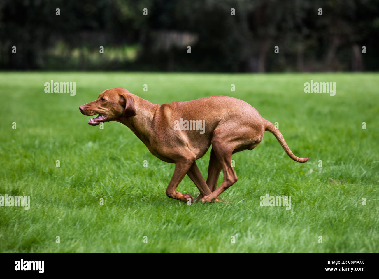 Hungarian Vizsla hunting dog with golden rust coat (Canis lupus familiaris) running in field, Belgium Stock Photo