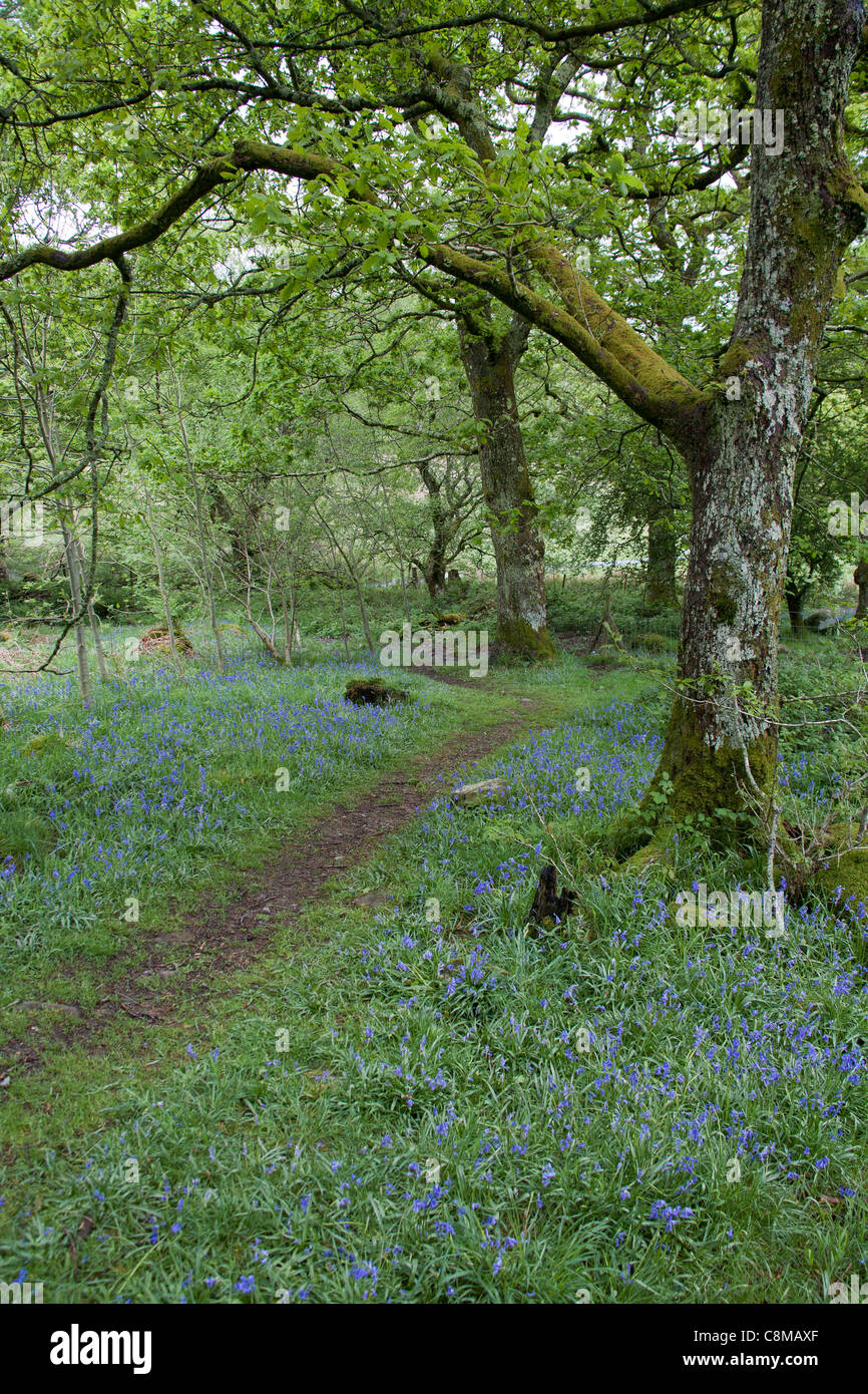 Coed-y-llwyn; woodland; Wales; UK Stock Photo