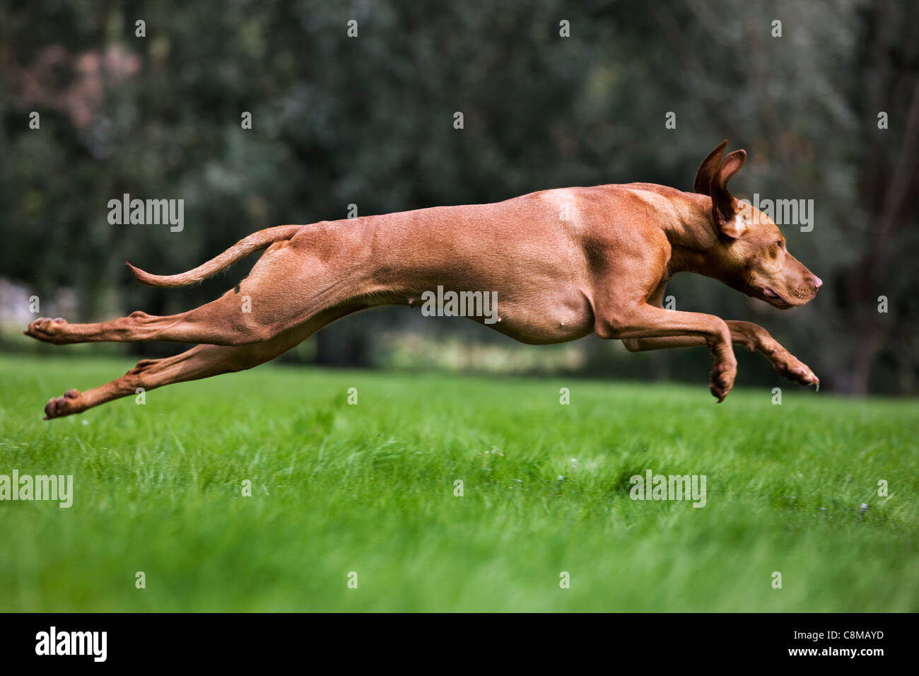Hungarian Vizsla hunting dog with golden rust coat (Canis lupus familiaris) running in field, Belgium Stock Photo