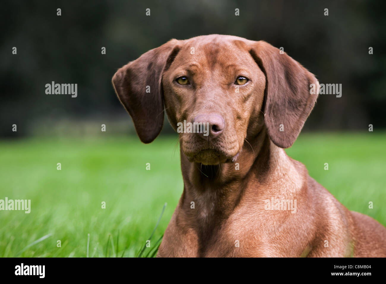 Hungarian Vizsla hunting dog with golden rust coat (Canis lupus familiaris) in garden, Belgium