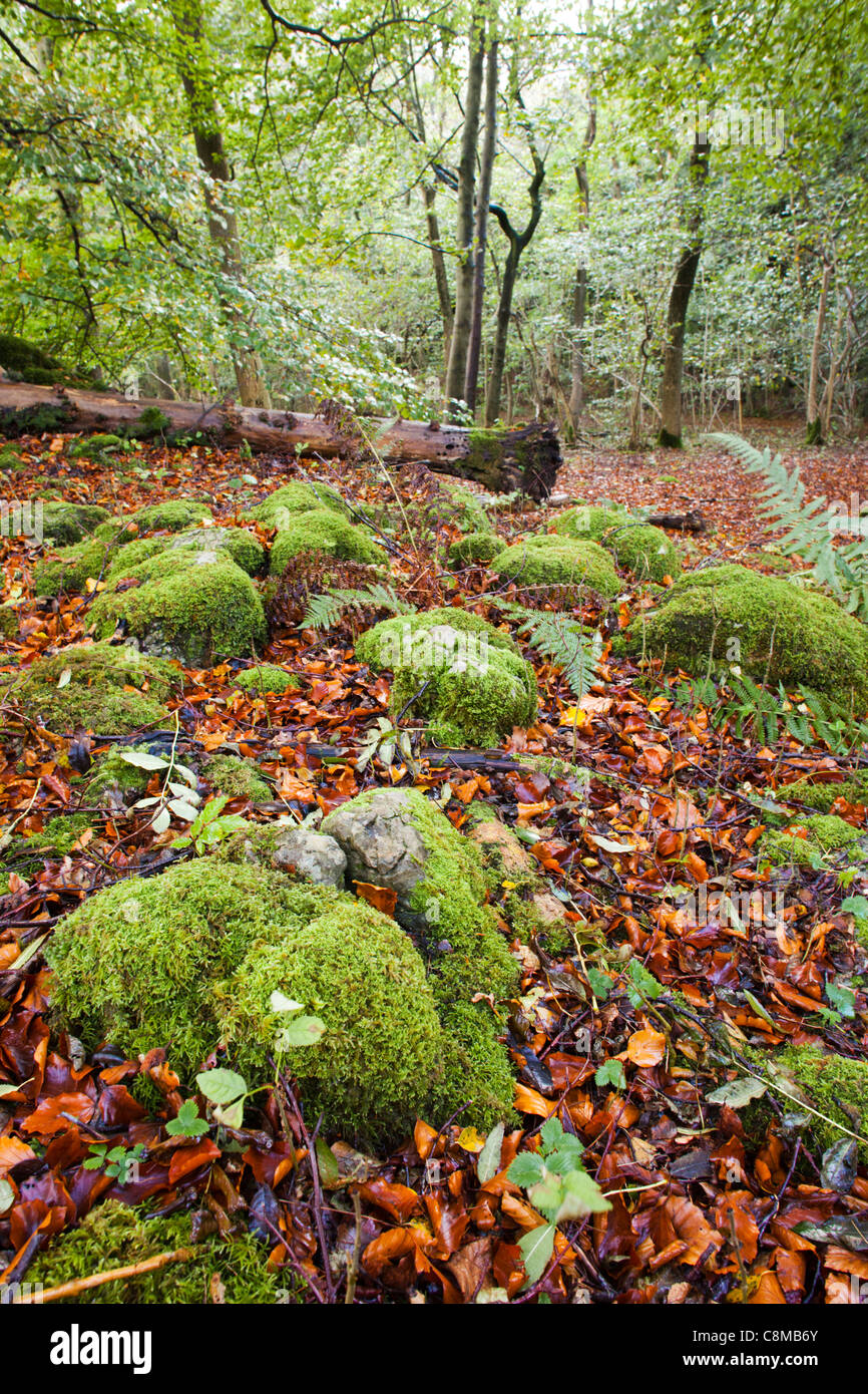 Grass Wood; Yorkshire Wildlife Trust; Grassington; UK Stock Photo