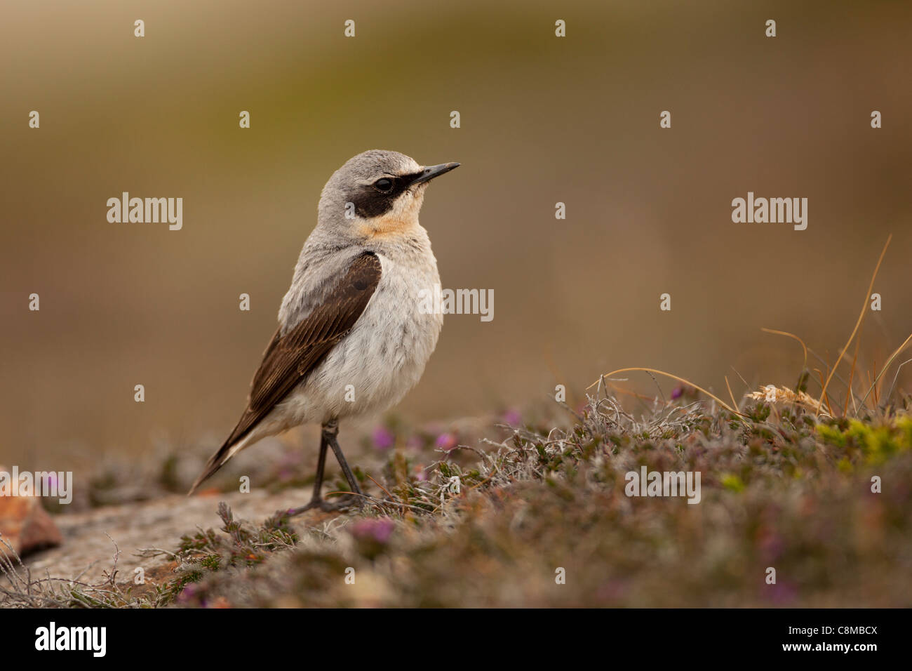 wheatear stands in heathland on the coast in Cornwall Stock Photo