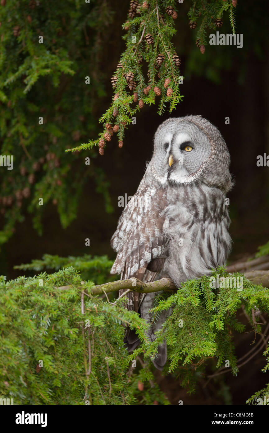 Great Grey Owl; Strix nebulosa; captive bird; UK Stock Photo