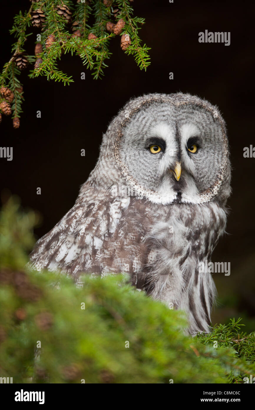 Great Grey Owl; Strix nebulosa; captive bird; UK Stock Photo